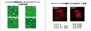 Data about angiogenesis and wrinkle inhibitory effects from fucoxanthin and fucoxanthinol