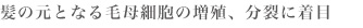 髪の元となる毛母細胞の増殖、分裂に着目