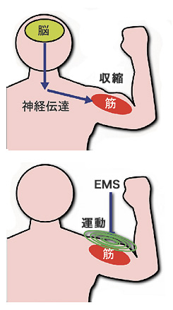 神経伝達図